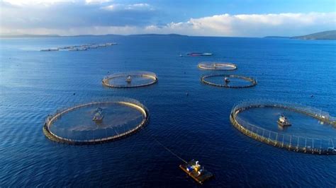 Vietnam eyes sustainable mariculture development