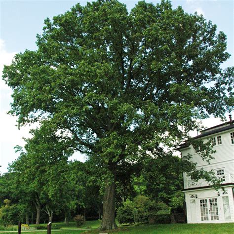 Quercus bicolor #5 (Swamp White Oak) - Scioto Gardens Nursery