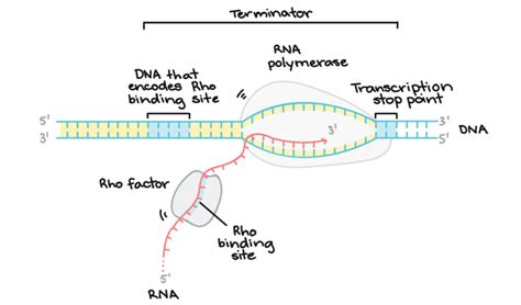 DNA Transcription (RNA Synthesis)- Article, Diagrams and Video