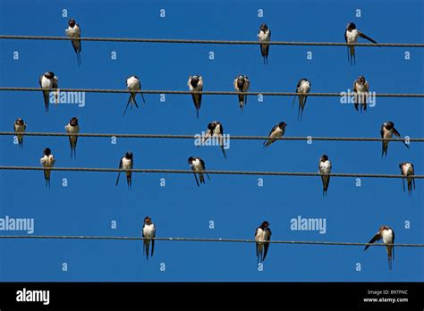 Barn swallow migration bird hi-res stock photography and images - Alamy