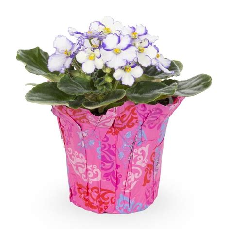 1-Pint Multicolor African Violet in Plastic Pot (L17331HP) at Lowes.com