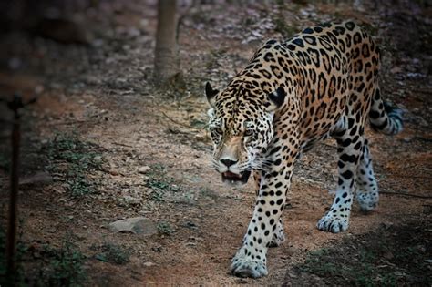 Premium Photo | Close-up of jaguar