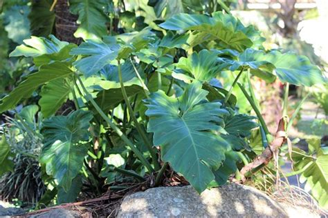 Monstera deliciosa (Swiss-cheese Plant | Swiss-cheese Plant … | Flickr