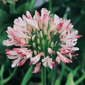 Agapanthus 'Strawberry Ice' 6" Pot | Agapanthus, Plants, Agapanthus plant