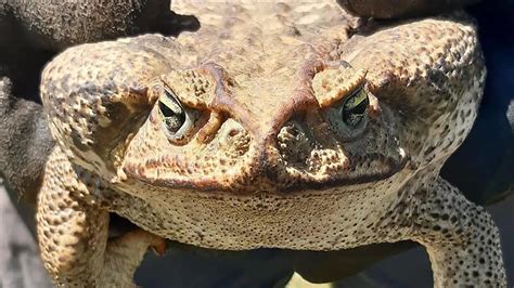 Hallaron un sapo gigante, exótico y de los más venenosos del mundo