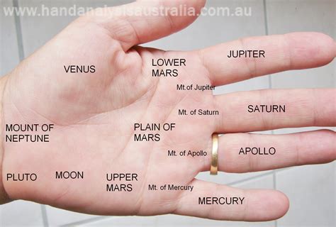 Venus Mount and More Meanings - Destiny Palmistry