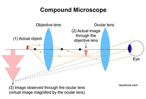 Microscope Objective Ray Diagram at Franklin Ward blog