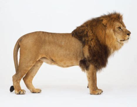 male-lion-standing-side-view-picture-id78907479 (467×366) | Lion pictures, Cat reference, Lion ...