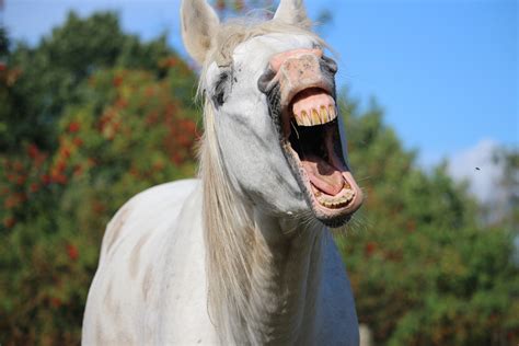 Why does my horse keep yawning? - Vet Help Direct