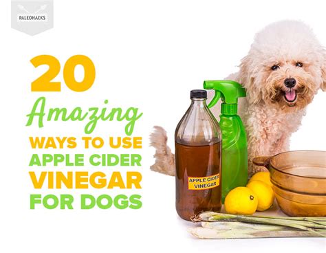 20 Amazing Ways to Use Apple Cider Vinegar for Dogs