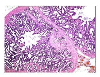 Male Reproductive system histology | PPT