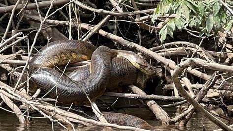 Gigantic new snake species discovered in Amazon rainforest