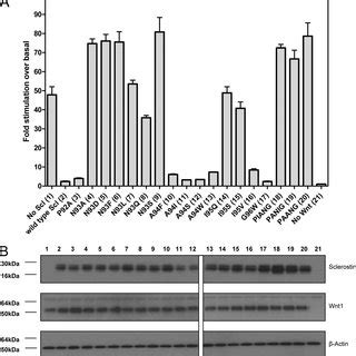 Schematic of domain structure of LRP5 and sequence of sclerostin. A ...