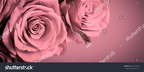 12,923 Mauve rose Images, Stock Photos & Vectors | Shutterstock