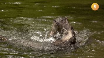 Otters GIFs - Find & Share on GIPHY