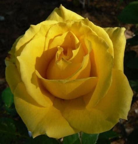 Nacogdoches :: Texas Rose Rustlers :: Library | Coming up roses, Rose, Outdoor gardens