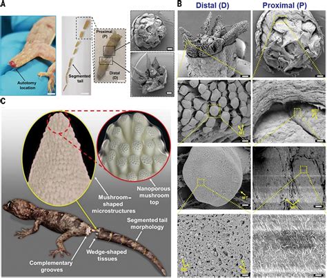 Biomimetic fracture model of lizard tail autotomy | Science