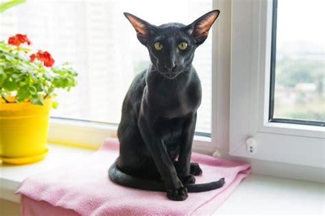 22 Beautiful Black Cat Breeds | Reader's Digest