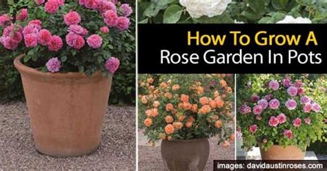 Tips For Growing A Rose Garden In Pots