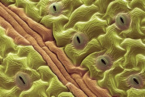 Stomata Function – PLANT STOMATA ENCYCLOPEDIA