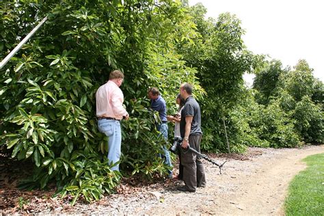 California Avocado trees | California Avocado Growers Mike … | Flickr - Photo Sharing!