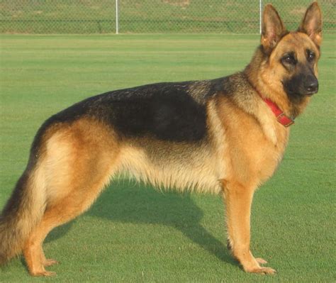 Pin on German Shepherds