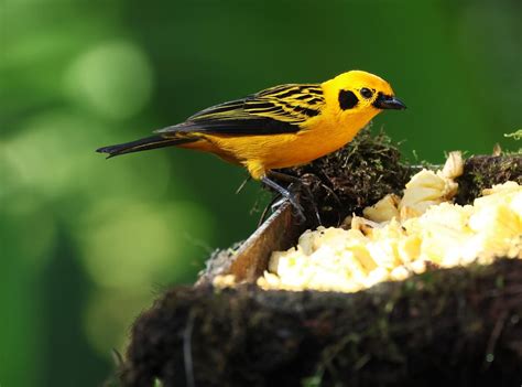 golden tanager | PAOLO NATALE | Flickr