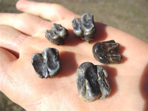 Five Choice Manatee Teeth | Recently Sold | FOSSILS | Prehistoric Florida