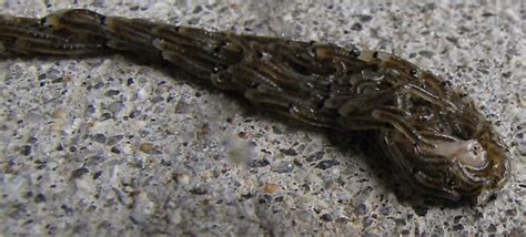 Larvae flowing en masse. Are these of the family Sciaridae – Dark-winged Fungus Gnats ...