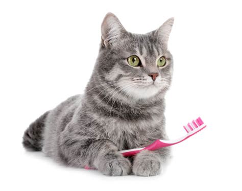 Cat Teeth Cleaning Products - Online Pet Guide | Ask Fido