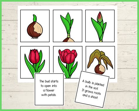 Life Cycle of a Tulip Plant Foldable Sequencing Activity Science Craft Printable for Kids A4 and ...