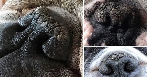 Is Your Dog's Nose Dry & Crusty? It Might Be Nasal Hyperkeratosis. Here ...