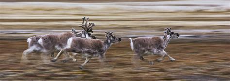 Svalbard reindeer, Svalbard, Norway - Art Wolfe