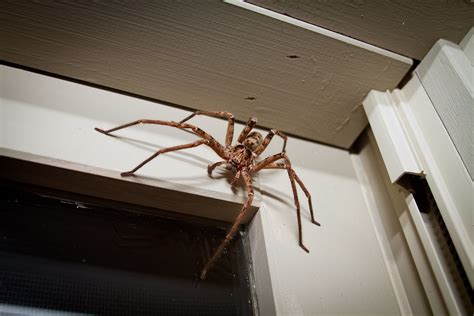 Australian Brown Huntsman | You know it's a big spider when … | Flickr