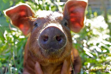 One of our Red Wattle piglets. Red Wattle Heritage Pigs! | Pig breeds ...