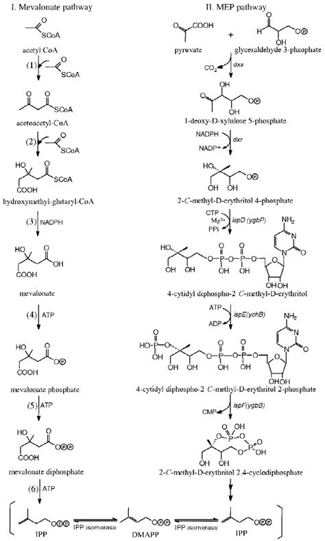 Pathways for IPP biosynthesis. ADP – adenosine diphosphate; ATP –... | Download Scientific Diagram