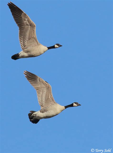 Cacklikng Goose Photos - Photographs - Pictures