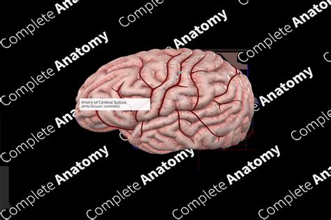 Artery of Central Sulcus | Complete Anatomy