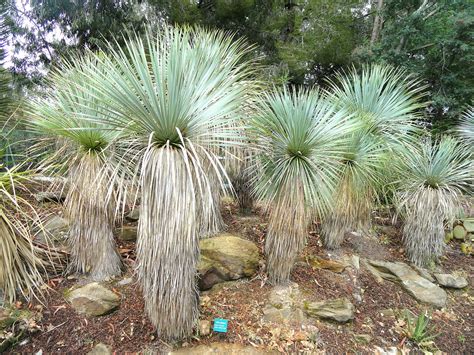 8 plantas del desierto