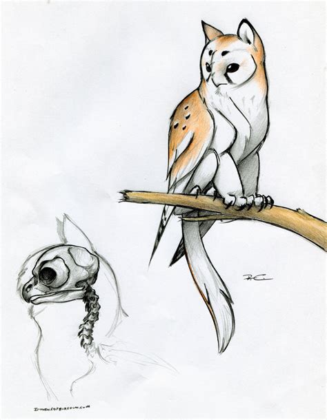 Owl Griffin skull anatomy by RobtheDoodler on DeviantArt