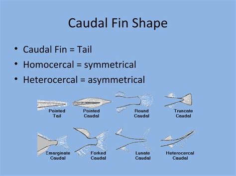 Fish morphology