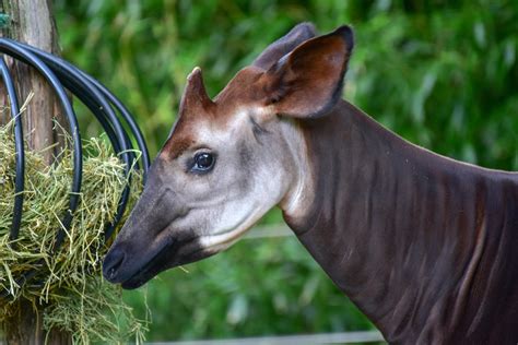 Okapi | The Maryland Zoo