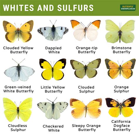 Whites and Sulphurs (Pieridae): Identification, Life Cycle, Facts ...