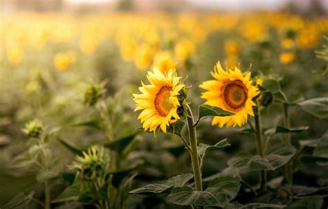 Summer Sunflowers Wallpapers - Wallpaper Cave