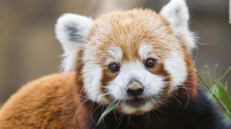 There are two species of red panda, not just one - CNN