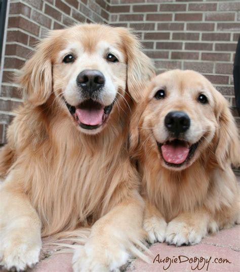 73 best Golden Retrievers images on Pinterest | Fluffy pets, Cutest ...