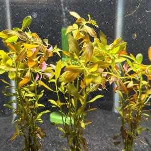 Ludwigia Palustris | Daku Aquatics