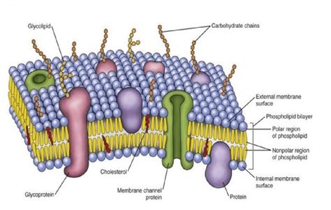 Components and layers of biological membrane. | Download Scientific Diagram