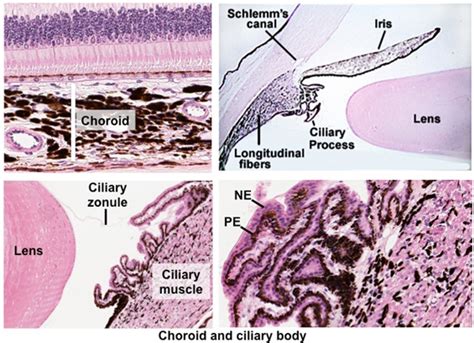 Canal Of Schlemm Histology