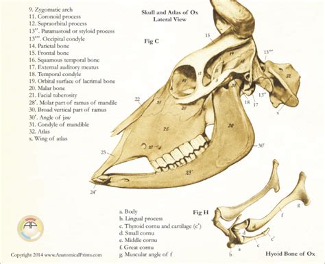 Skull Anatomy of the Cow Poster